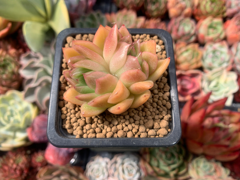 bubble leaf succulent Echeveria Agavoides 'Bubble Rose' 1" Succulent Plant