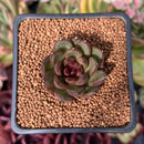 Echeveria 'Coco Jelly' 1" Succulent Plant