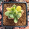 Pachyphytum 'Doctor Cornelius' Variegated 2" Succulent Plant