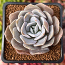 Echeveria 'Grouse' 2" Succulent Plant
