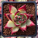 Echeveria Agavoides 'Maria' 2" Succulent Plant