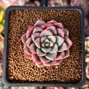 Echeveria 'Blood Spirit' 1" Succulent Plant