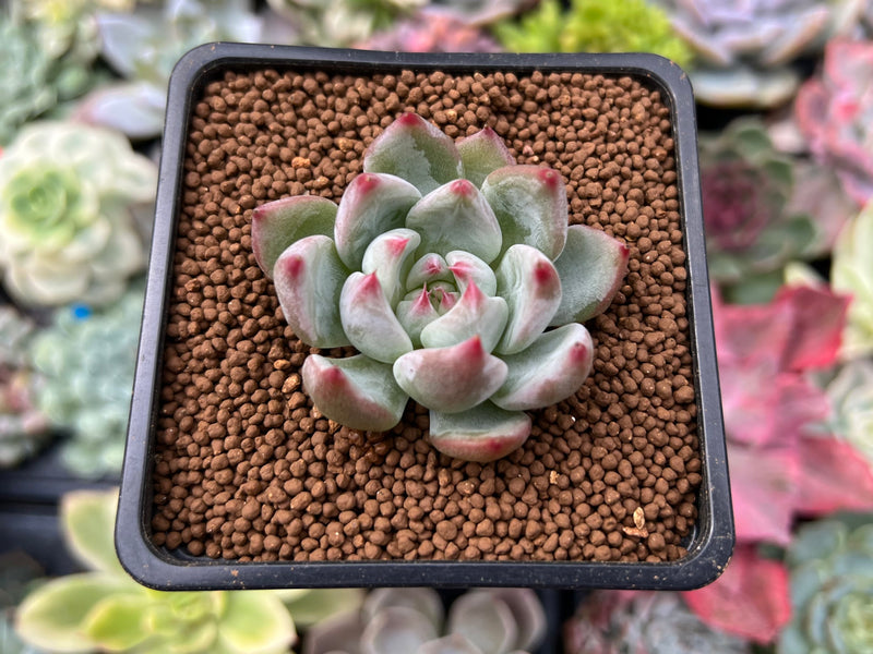 succulent seedlings for sale Echeveria 'Shakino' 1