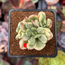 Echeveria 'Minibelle' Variegated 2" Succulent Plant