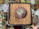 Echeveria 'Hongil' 2" Succulent Plant