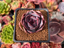 Echeveria 'Dark Chocolate' 2" Succulent Plant