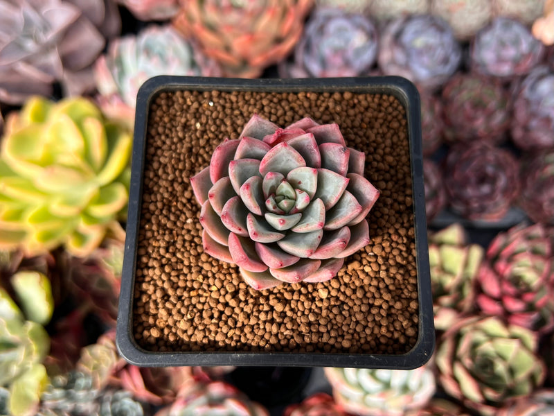 blood succulent Echeveria 'Blood Spirit' 1