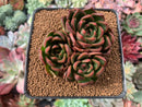 Echeveria Agavoides 'Arabesque' 3” Cluster Succulent Plant