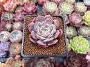Echeveria 'Soulmint' 2" Succulent Plant