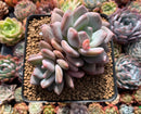 Echeveria 'Pink Amadeus' 3"-4" Succulent Plant