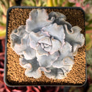 Echeveria 'Crispate Beauty' 2" Powdery Succulent Plant