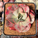 Echeveria 'Minigosaong' Variegated 3"-4" Succulent Plant