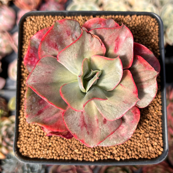 Echeveria 'Minigosaong' Variegated 3"-4" Succulent Plant