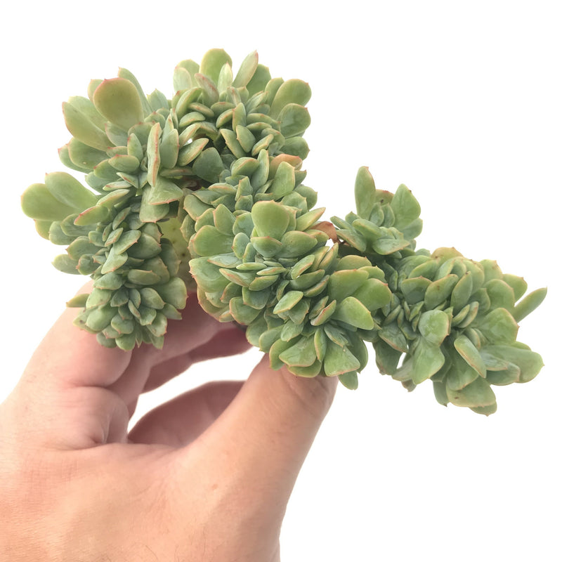 Echeveria sp. Crested 4" Rare Succulent Plant