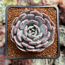 Echeveria 'Francia' 2" Air Magic Hybrid Succulent Plant