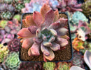 Echeveria 'Spica' 3" Succulent Plant