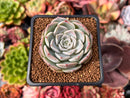 Echeveria 'Icy green' x 'Monroe' 2" Succulent Plant