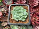 Echeveria 'Hearts Choice' 1" Small Succulent Plant