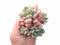 Echeveria Japanese Rusby Cluster 4” Rare Succulent Plant
