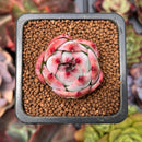 Echeveria 'Casio' Variegated 1" Succulent Plant