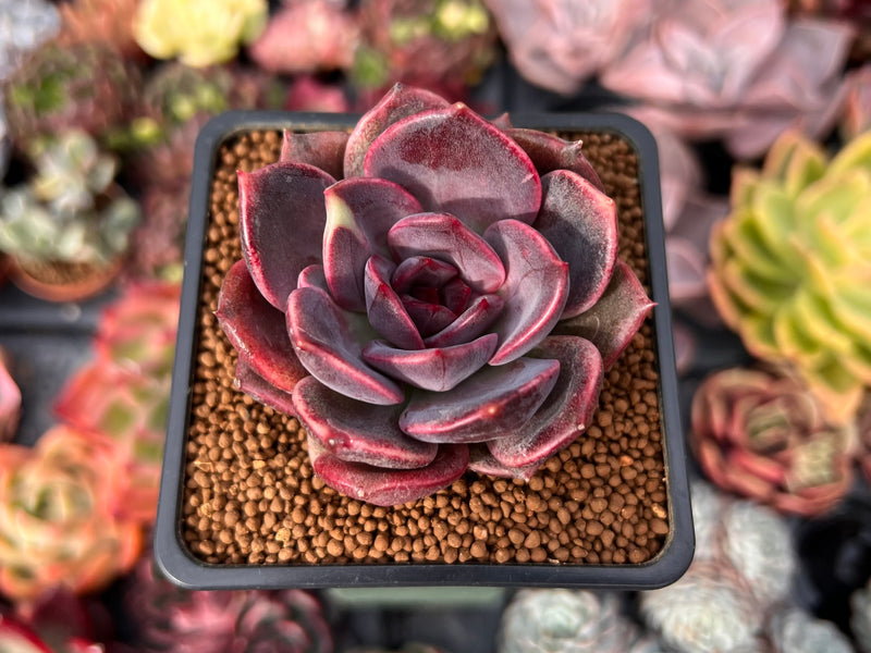 dark red succulent plant Echeveria 'Dark Chocolate' 2" Succulent Plant