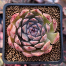 Echeveria 'Momentum' 2" Succulent Plant
