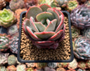 Echeveria 'Soulmint' 2"-3" Succulent Plant