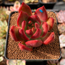 Echeveria Agavoides sp. 2" Succulent Plant