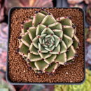 Echeveria Agavoides 'Sarabony' 2" Succulent Plant