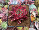 Echeveria Agavoides 'Amestro' 3" Succulent Plant