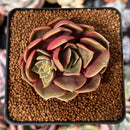 Echeveria 'Zestar' 2" Cluster Succulent Plant