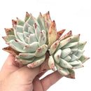 Echeveria ‘Colorata’ Cluster 5" Succulent Plant