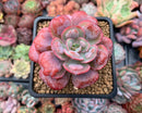 Echeveria 'Hearts Delight' 3" Succulent Plant