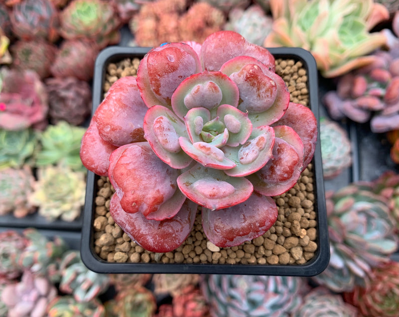 Echeveria 'Hearts Delight' 3