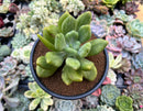 Pachyphytum 'Pikaui' Variegated 4"-5" Succulent Plant