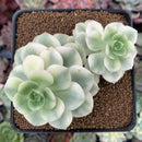 Echeveria 'Nicksana' Variegated 3" Succulent Plant