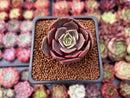 Echeveria 'Zestar' 1" Succulent Plant