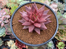 Echeveria Agavoides 'Sirus' 3"-4" Succulent Plant