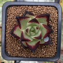 Echeveria Agavoides 'Jelly Cassiopeia' 2" Succulent Plant