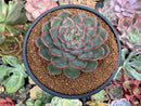 Echeveria 'Mosan' 4" New Hybrid Succulent Plant
