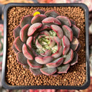 Echeveria 'Pink Stella' 1"-2" Succulent Plant