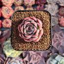 Echeveria 'Omphalos' 1" Succulent Plant