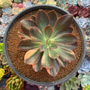 Echeveria 'Hanaikada' Variegated 5" Large Succulent Plant