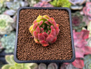 Echeveria sp. 1" Succulent Plant
