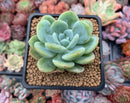 Echeveria 'Chloe' 2"-3" Powdery Succulent Plant