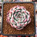 Echeveria 'Chihuahuaensis' 2" Succulent Plant
