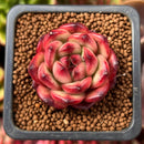 Echeveria Agavoides 'Tim' 1" Succulent Plant