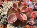 Echeveria 'Fimbriata' Variegated AKA 'Fasciculata' 3" Succulent Plant