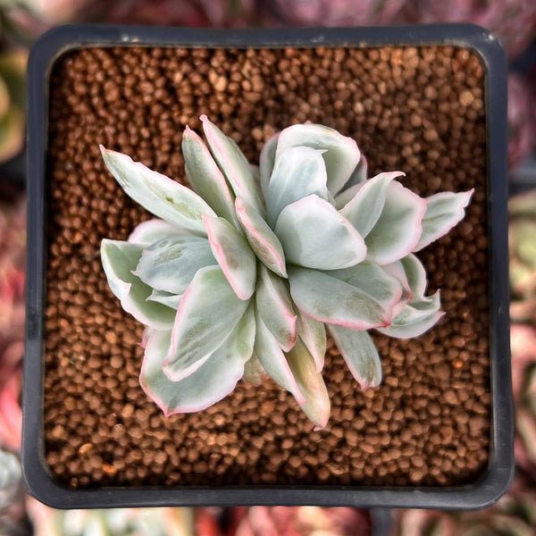 Echeveria 'Berkeley Light' Variegated 1"-2" Succulent Plant