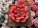 Echeveria Agavoides 'Shooting Star' 3" Succulent Plant